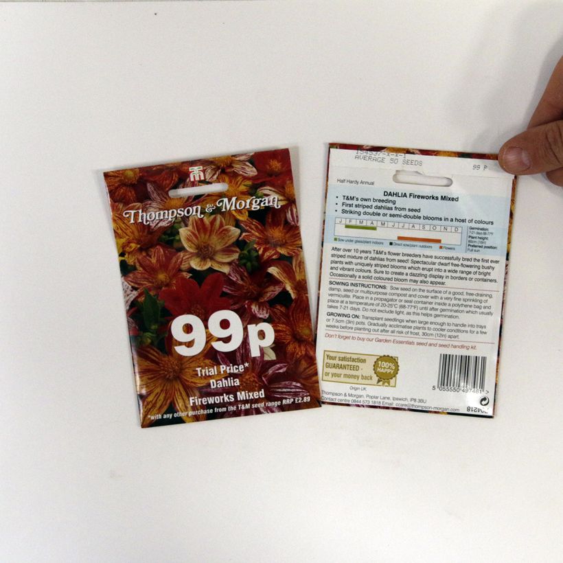 Exemple de spécimen de Graines de Dahlia nain Fireworks Mixed en mélange Graines tel que livré