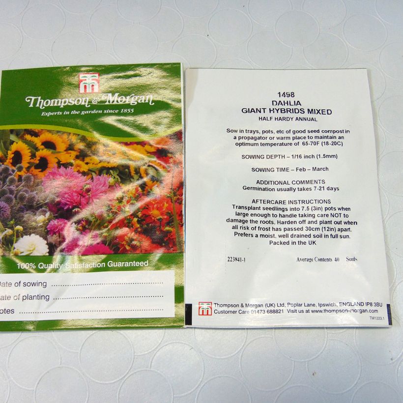 Exemple de spécimen de Graines de Dahlia Giant Hybrids Mixed en mélange Graines tel que livré