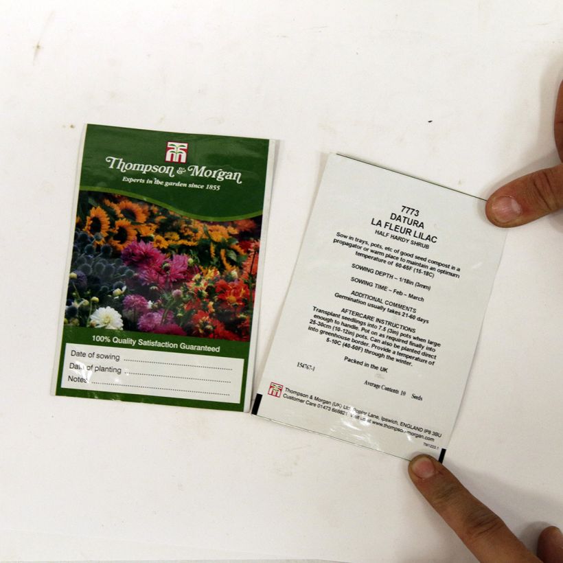 Exemple de spécimen de Graines de Datura metel La Fleur Lilac - Brugmansia meteloides Graines tel que livré