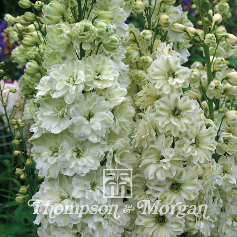 Graines de Delphinium Green Twist - Pied d'Alouette vivace (Floraison)