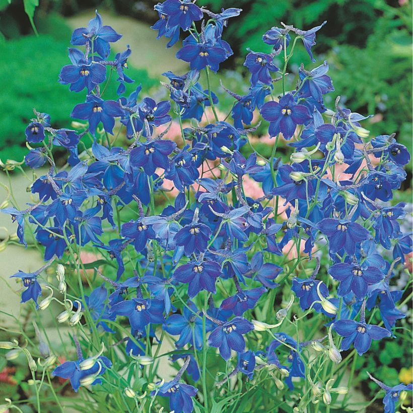 Graines de Delphinium belladonna Volkerfrieden Oriental Blue - Pied d'Alouette vivace (Floraison)