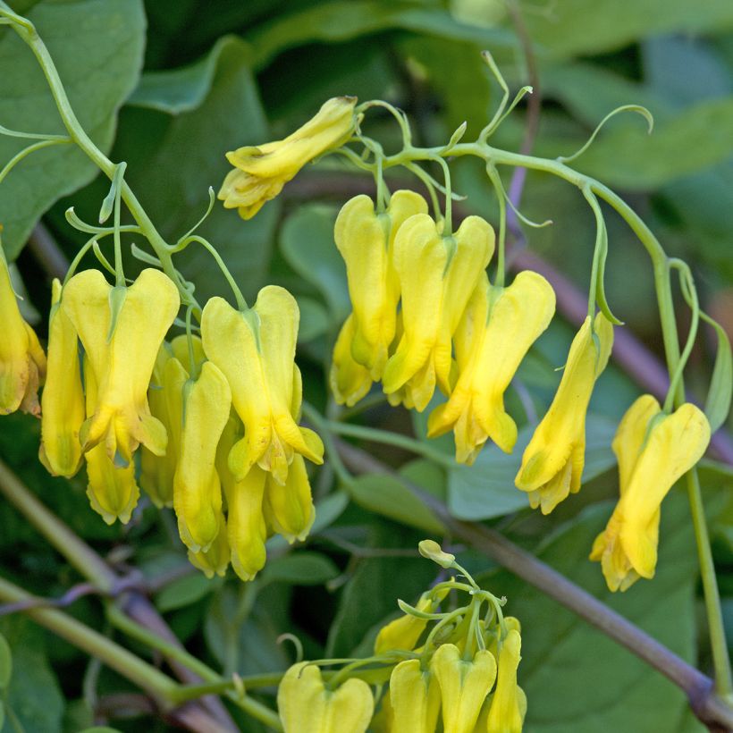 Graines de Dicentra grimpant Golden Tears - Dactylicapnos scandens (Floraison)