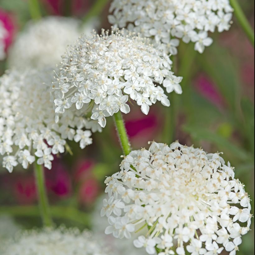 Graines de Didiscus caeruleus Lace White - Trachymène aux fleurs blanches (Floraison)