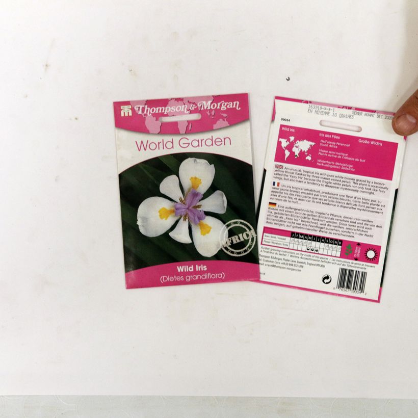 Exemple de spécimen de Graines de Dietes grandiflora - Iris des Fées Graines tel que livré