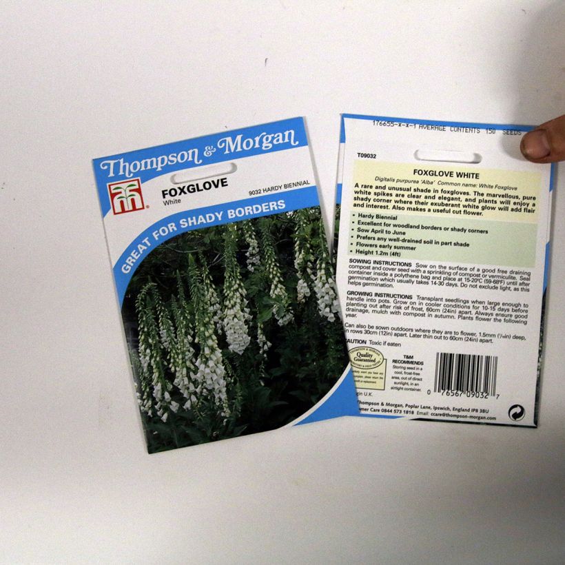 Exemple de spécimen de Graines de Digitale Alba  - Digitalis purpurea f.albiflora tel que livré