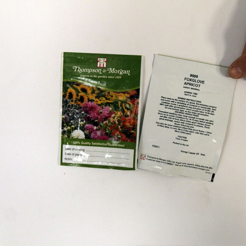 Exemple de spécimen de Graines de Digitale Apricot  - Digitalis purpurea Graines tel que livré
