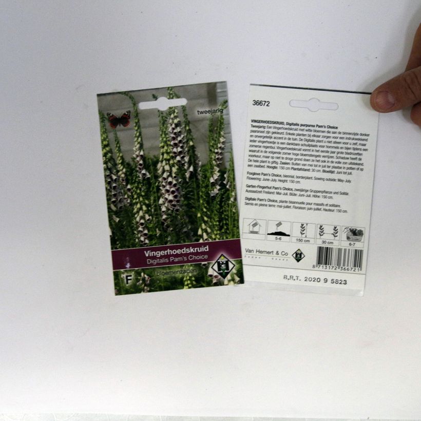 Exemple de spécimen de Graines de Digitale Pam's Choice - Digitalis purpurea tel que livré