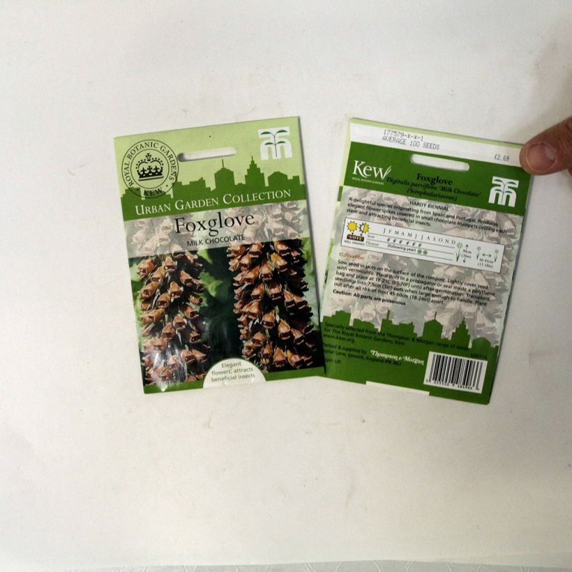 Exemple de spécimen de Graines de Digitale parviflora Milk Chocolate Graines tel que livré
