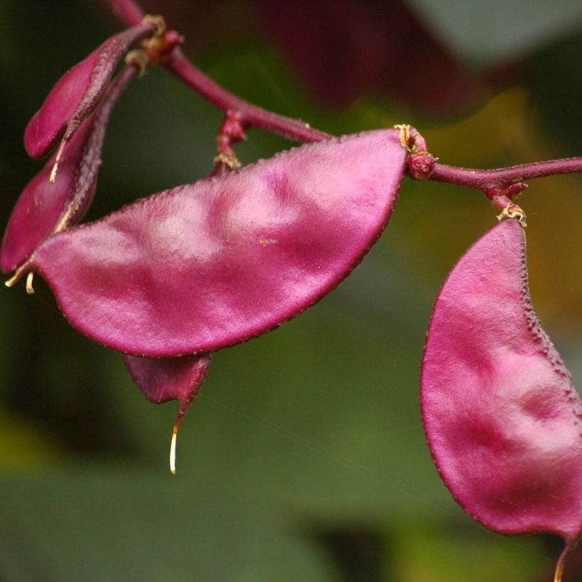 Graines de Dolichos lablab Ruby Moon - Lablab (Récolte)