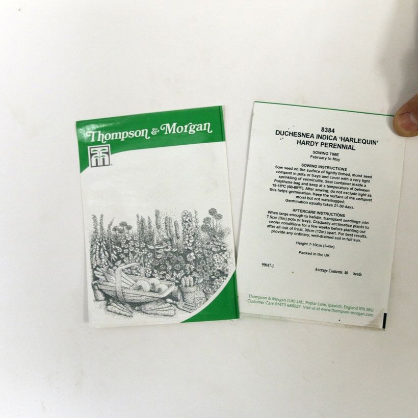 Exemple de spécimen de Graines de Duchesnea indica Harlequin - Fraisier des Indes  le sachet de 40 graines tel que livré