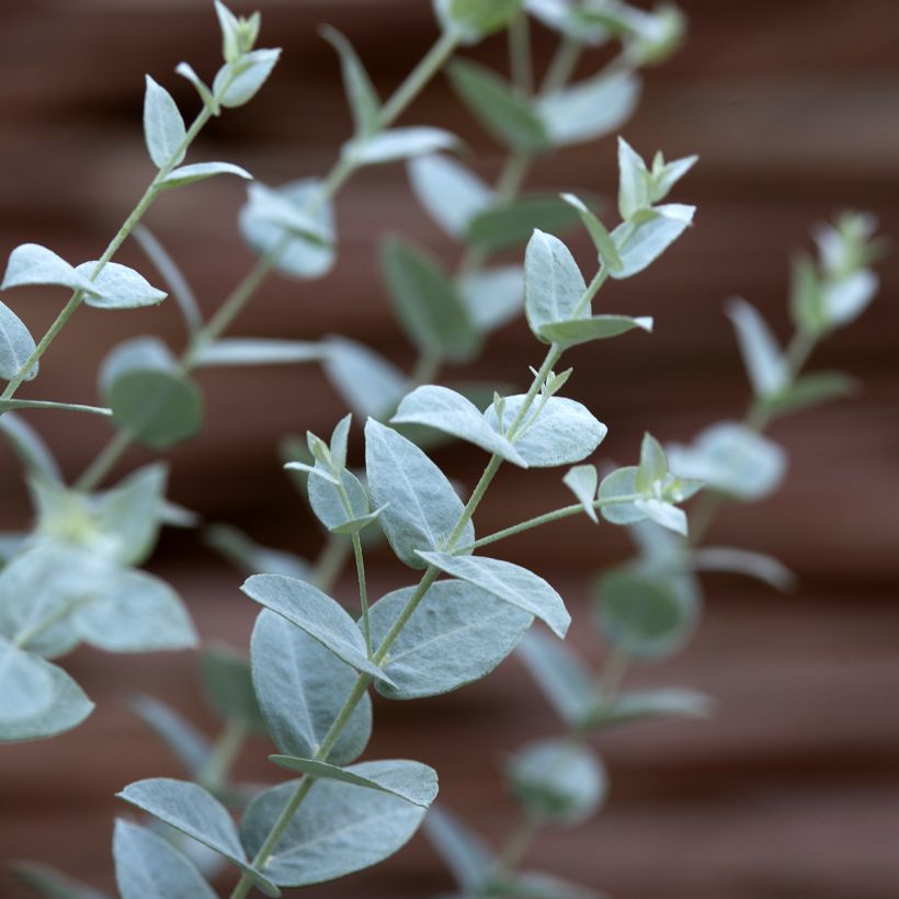 Graines d'Eucalyptus latens Moon Lagoon (Feuillage)