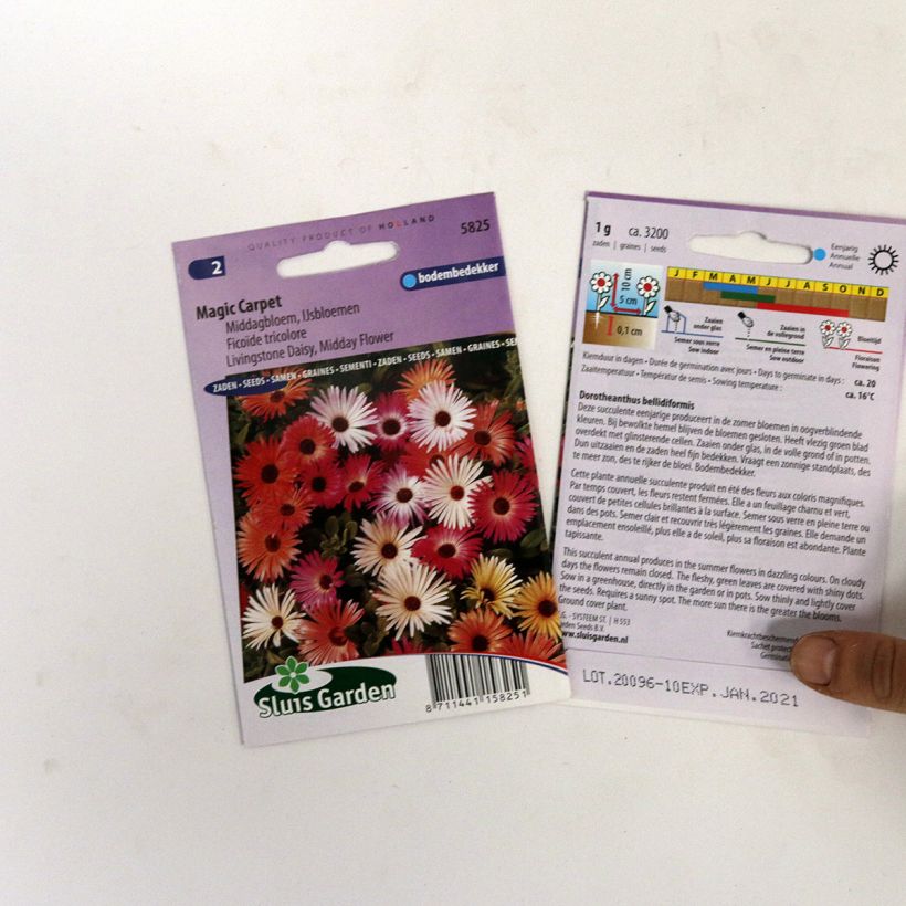 Exemple de spécimen de Graines de Ficoïde tricolore Magic Carpet - Mesembryanthemum tel que livré