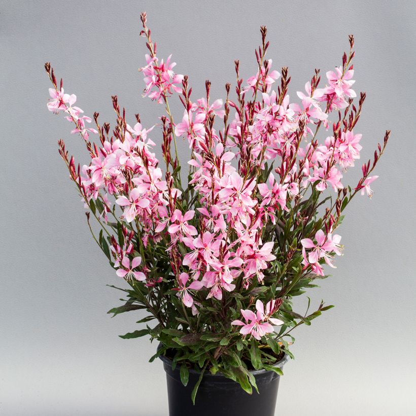 Graines de Gaura Emmeline Pink Bouquet (Port)