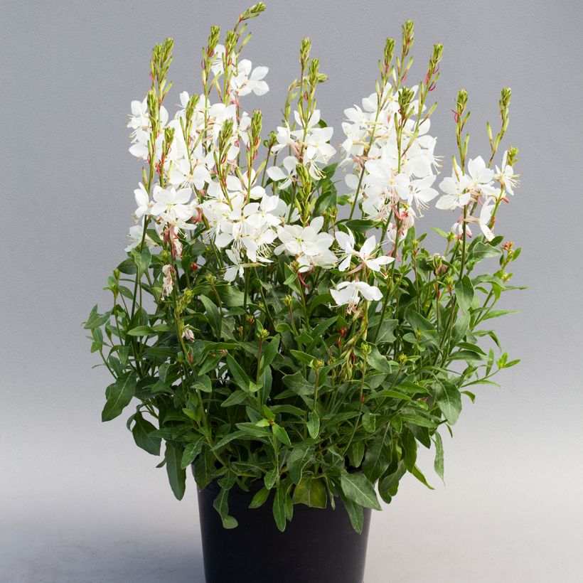 Graines de Gaura Emmeline White (Port)