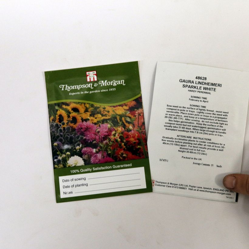 Exemple de spécimen de Graines de Gaura lindheimeri Sparkle White  Graines tel que livré