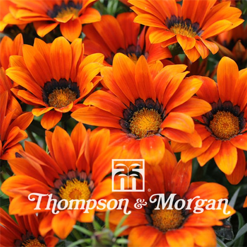 Graines de Gazania Kiss bronze (Floraison)