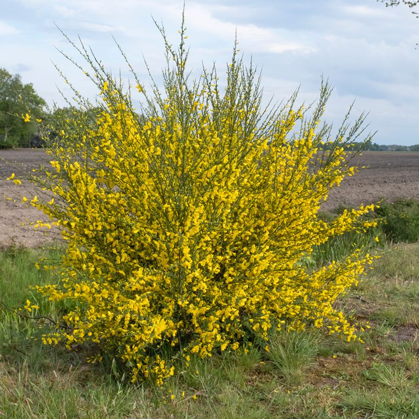 Graines de Genêt à balais - Cytisus scoparius (Port)