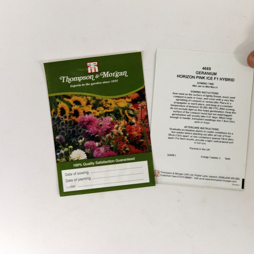 Exemple de spécimen de Graines de Géranium Horizon Pink Ice F1 - Pelargonium Graines tel que livré