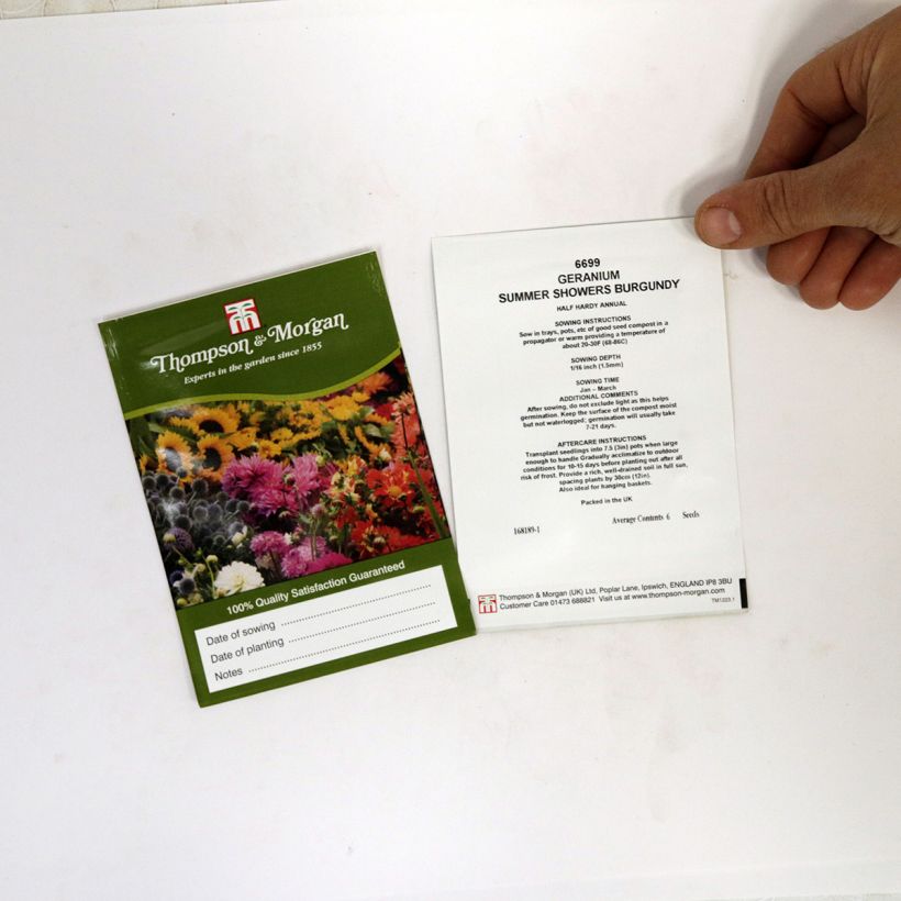 Exemple de spécimen de Graines de Géranium lierre Summer Showers Burgundy - Pelargonium Graines tel que livré