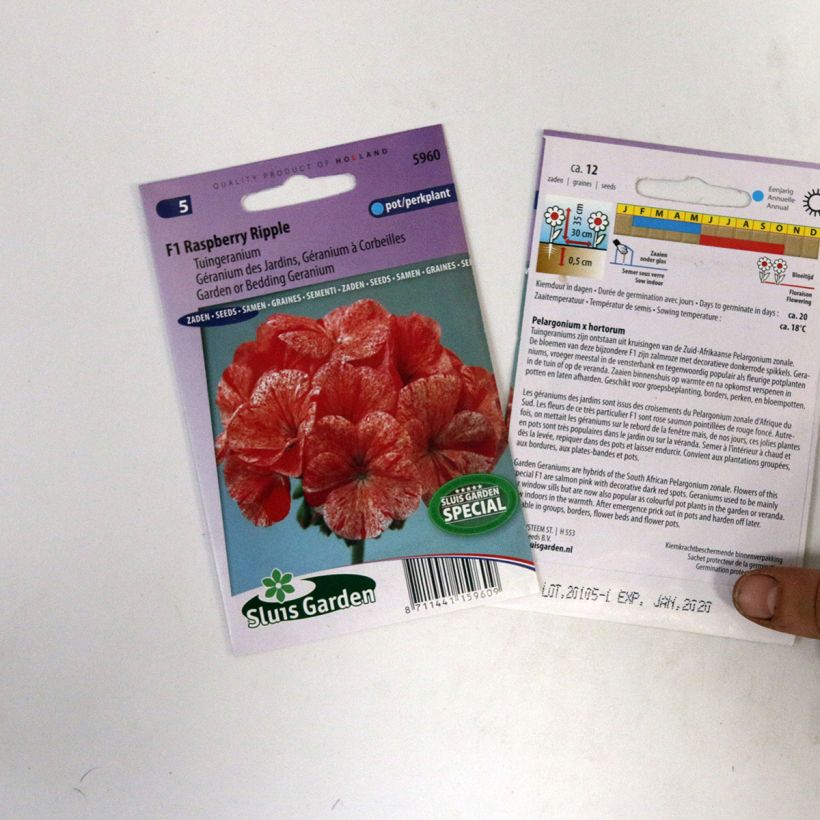 Exemple de spécimen de Graines de Géranium Raspberry Ripple F1 - Pelargonium tel que livré