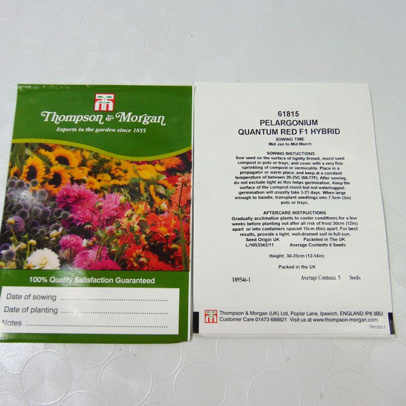 Exemple de spécimen de Graines de Géranium Quantum Red - Pelargonium Graines tel que livré