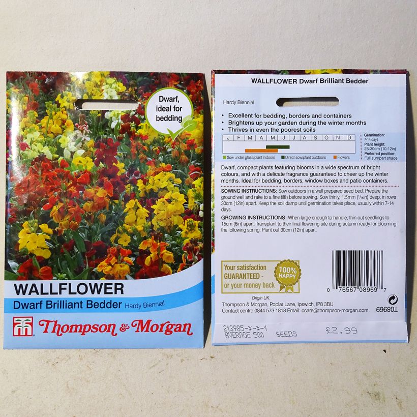 Spécimen de Graines de Giroflée ravenelle Brilliant Bedder Series Mixed - Erysimum ou  Cheiranthus cheirii tel que livré en printemps