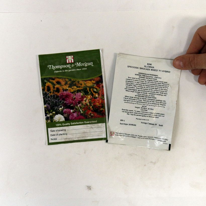 Exemple de spécimen de Graines de Gloxinia Brocade Double Mixed F1 Hybrid  - Gloxinia des fleuristes double en mélange Graines tel que livré