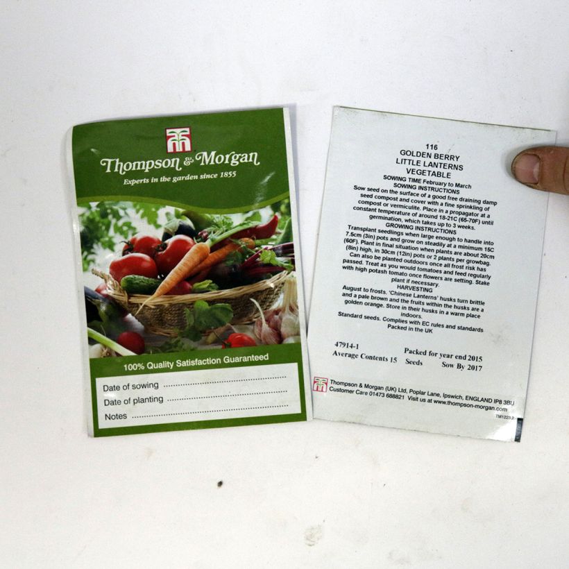 Exemple de spécimen de Graines de Golden Berry Little Lanterns - Coqueret du Pérou Graines tel que livré