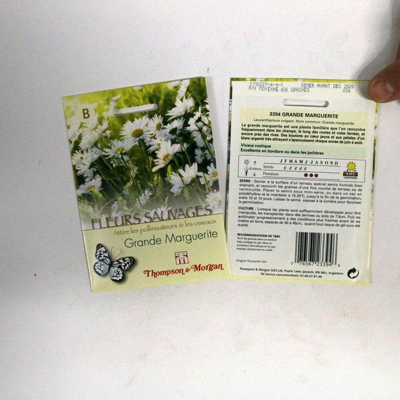 Exemple de spécimen de Graines de Grande Marguerite - Leucanthemum vulgare tel que livré