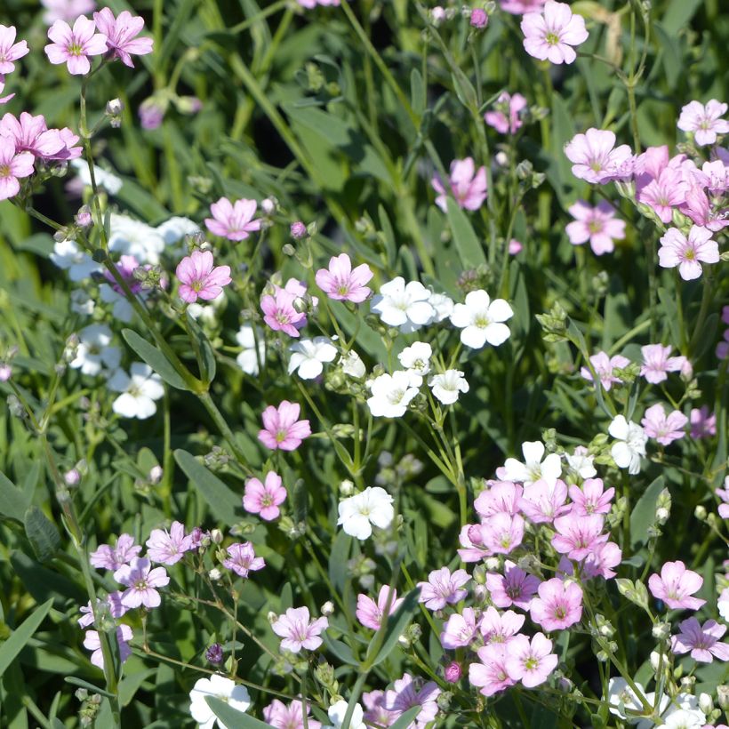 Graines de Gypsophile rampante Albarosa Mix - Gypsophila repens (Floraison)
