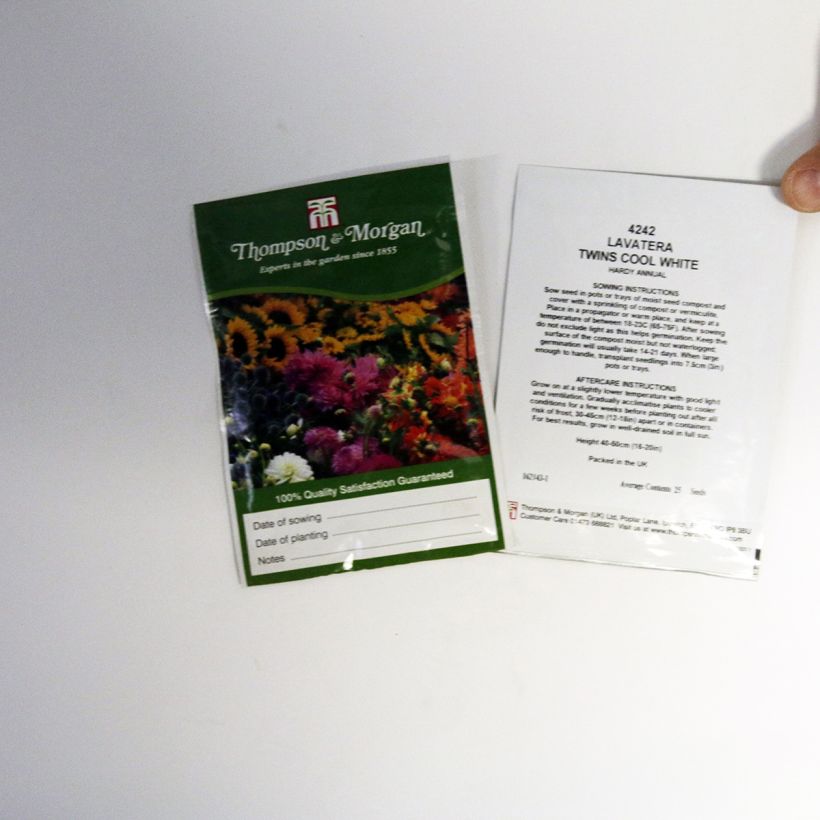 Exemple de spécimen de Graines de Lavatère annuelle Twins Cool White Graines tel que livré