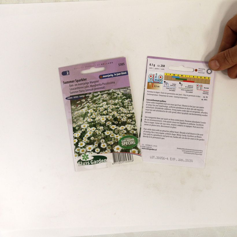 Exemple de spécimen de Graines de Leucantheum pallens Summer Sparkler - Marguerite tel que livré
