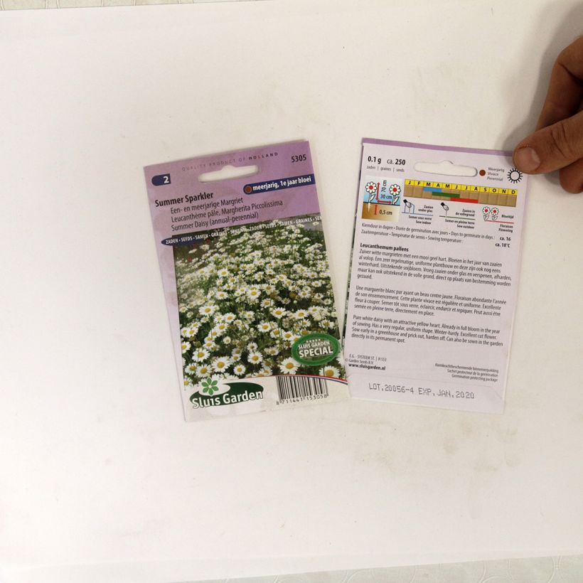 Exemple de spécimen de Graines de Leucantheum pallens Summer Sparkler - Marguerite Graines tel que livré