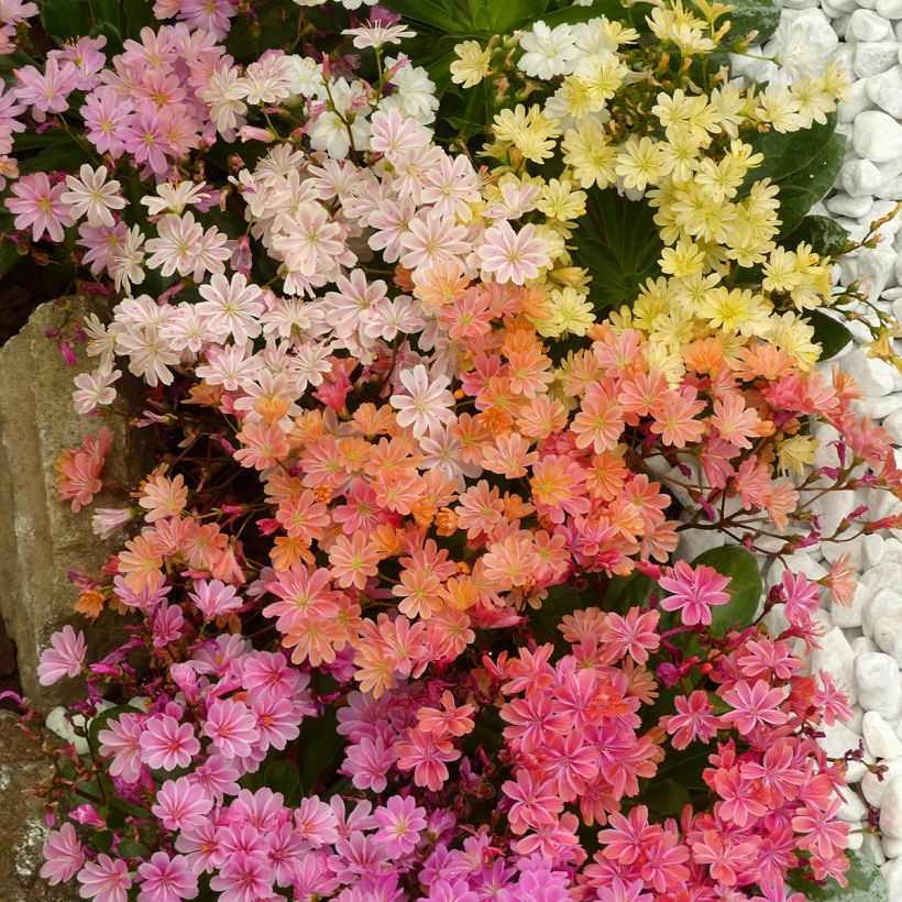 Graines de Lewisia cotyledon Elise Mix (Floraison)
