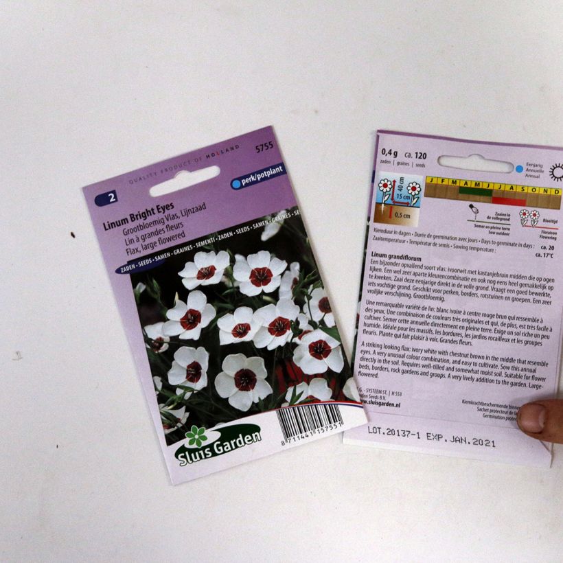 Exemple de spécimen de Graines de Lin annuel à grandes fleurs Bright Eyes - Linum grandiflorum tel que livré