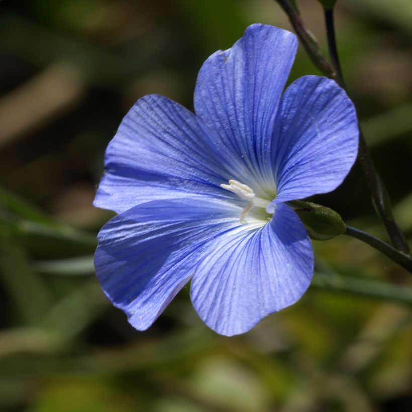 Graines de Lin vivace nain Saphir bleu - Linum perenne (Floraison)