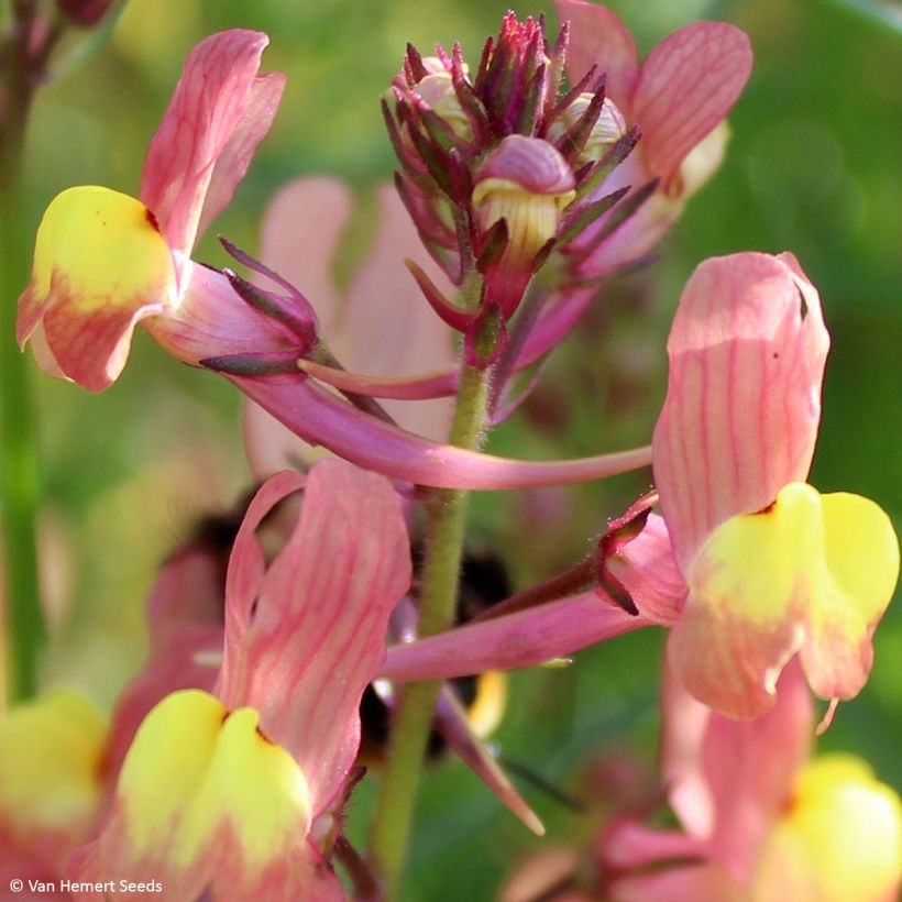 Graines de Linaria maroccana Licilia Peach - Linaire du Maroc (Floraison)