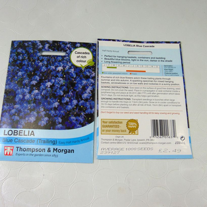 Exemple de spécimen de Graines de Lobelia erinus Blue Cascade tel que livré