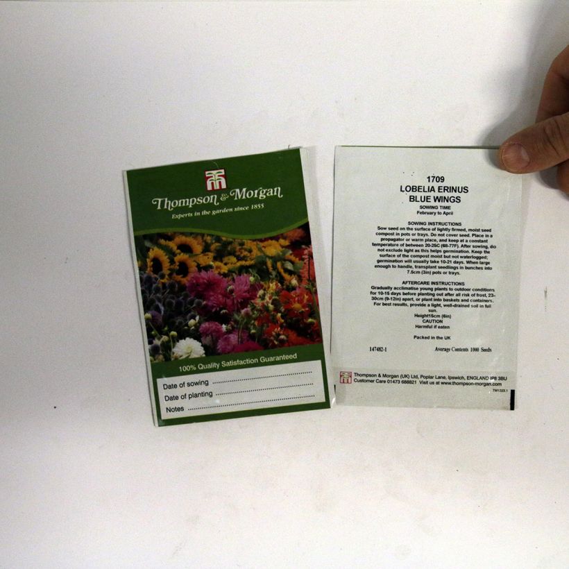 Exemple de spécimen de Graines de Lobelia erinus Blue Wings  Graines tel que livré