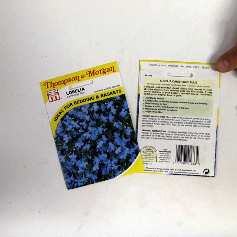 Exemple de spécimen de Graines de Lobelia erinus Cambridge Blue  tel que livré