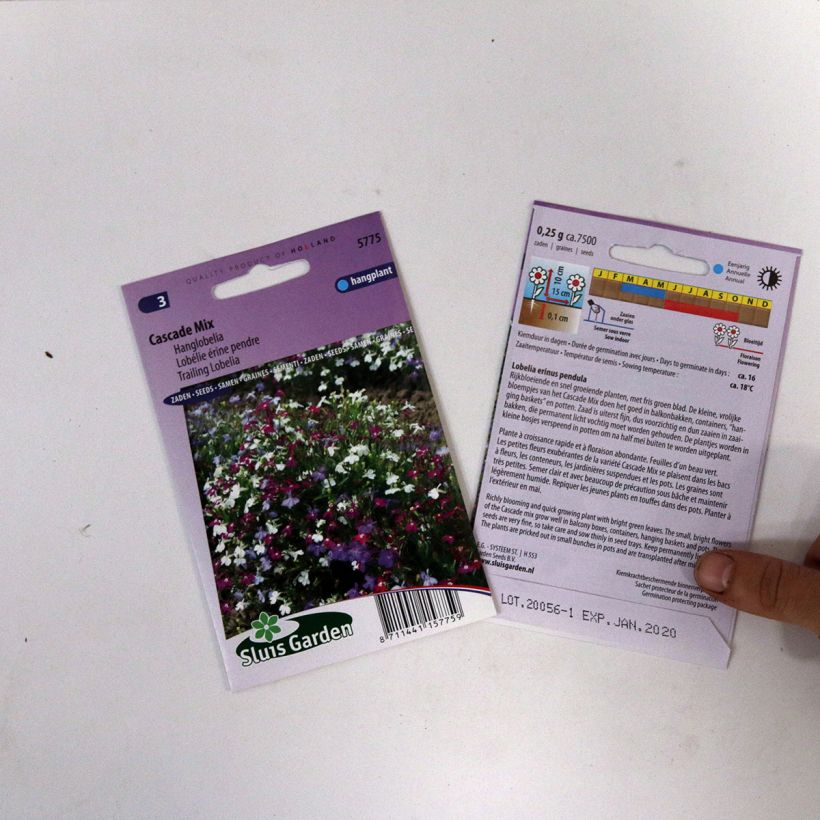 Exemple de spécimen de Graines de Lobelia erinus Cascade en mélange Graines tel que livré
