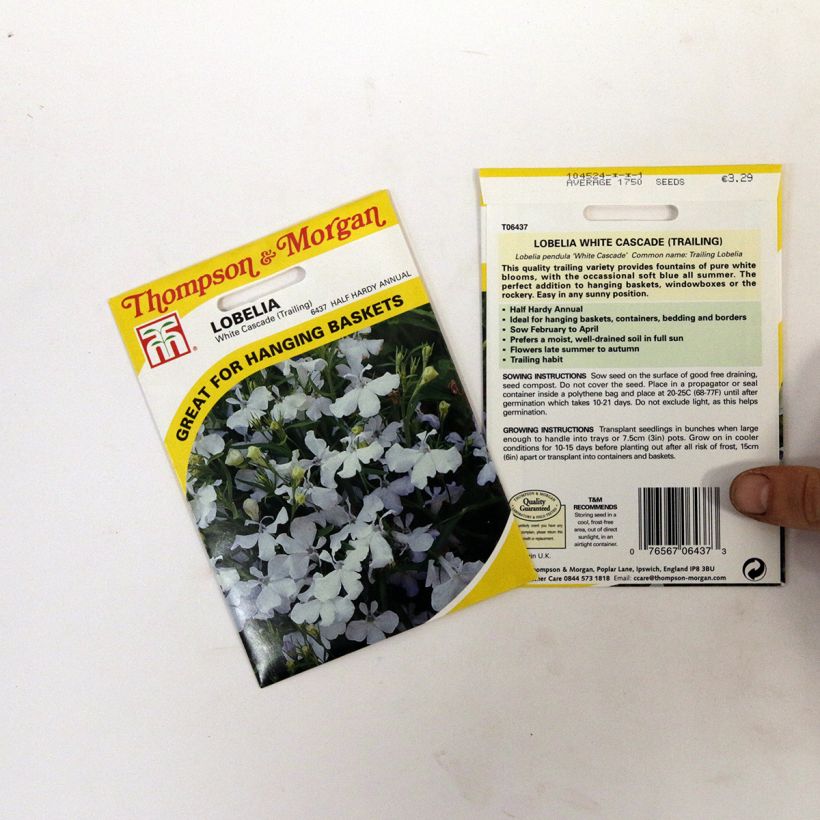 Exemple de spécimen de Graines de Lobelia erinus White Cascade  Graines tel que livré