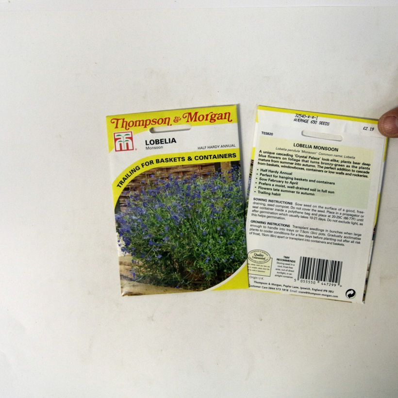 Exemple de spécimen de Graines de Lobelia erinus pendula Monsoon  Graines tel que livré