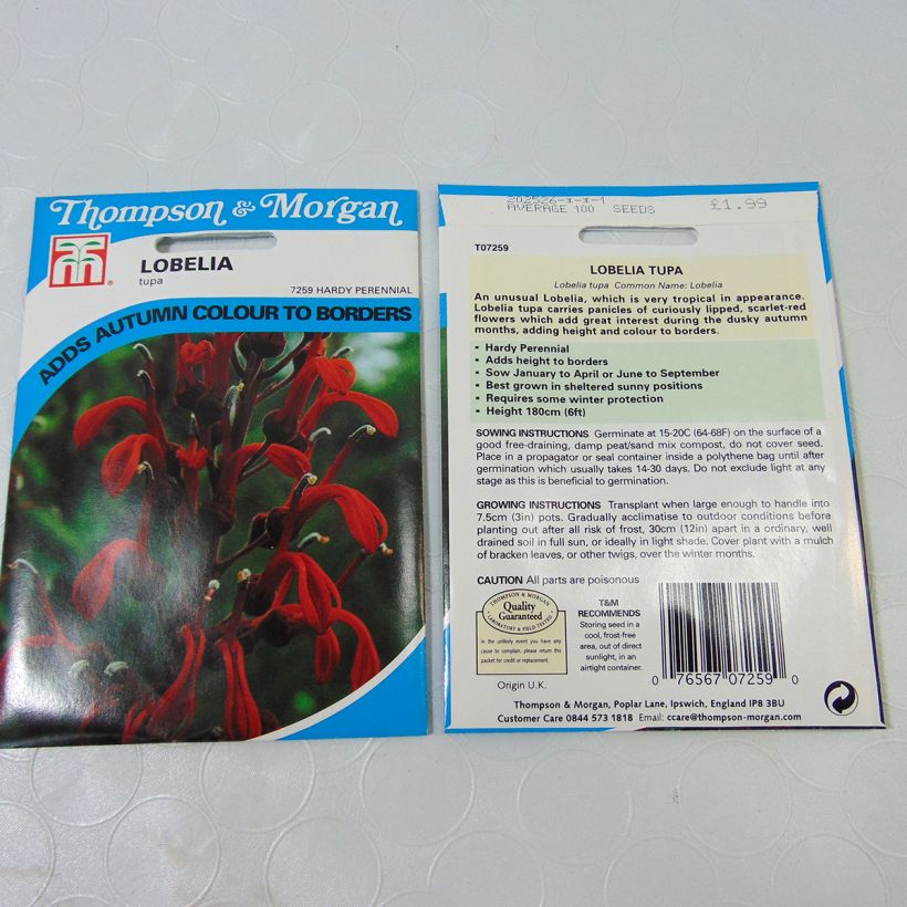 Exemple de spécimen de Graines de Lobelia tupa Graines tel que livré