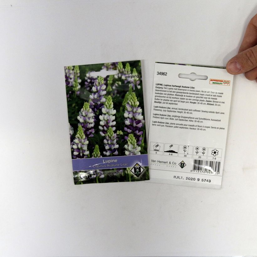 Exemple de spécimen de Graines de Lupin annuel Avalune Lilac - Lupinus hartwegii tel que livré
