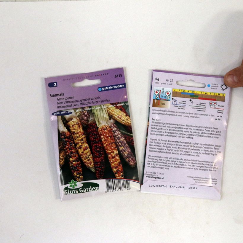 Exemple de spécimen de Graines de Maïs d’ornement grandes variétés - Zea mays japonica Graines tel que livré
