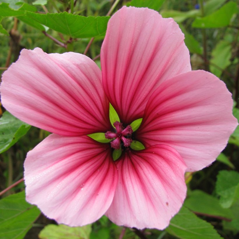 Graines de Malope trifida Mixed - Malope en mélange (Floraison)