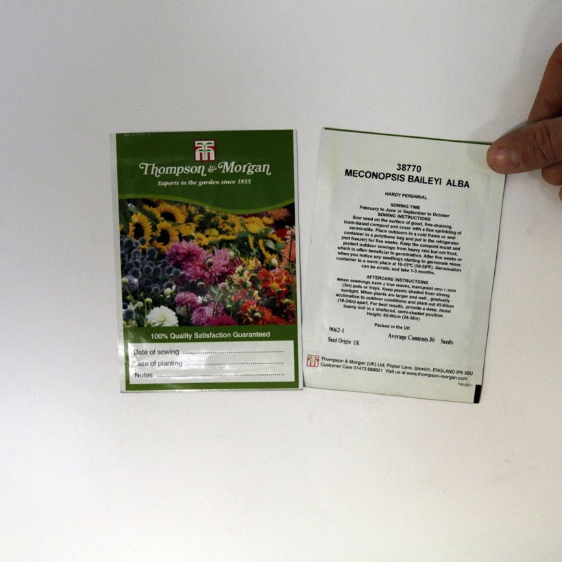 Exemple de spécimen de Graines de Meconopsis baileyi Alba - Pavot de l'Himalaya blanc Graines tel que livré