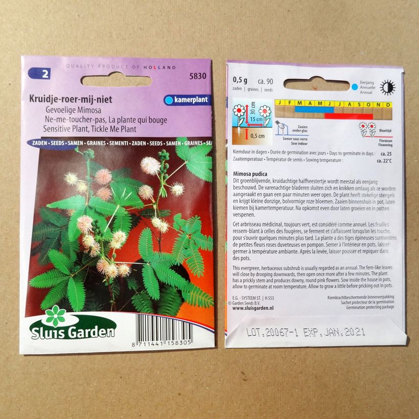 Spécimen de Graines de Mimosa pudica - Sensitive tel que livré en printemps