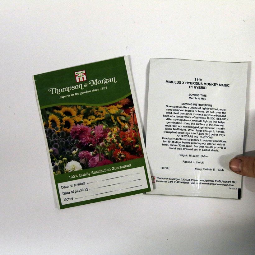 Exemple de spécimen de Graines de Mimulus Monkey Magic F1 Hybrid  Graines tel que livré